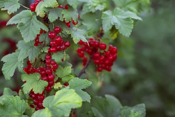 Vörös Ribizli Közelről Egy Bokorban Zöld Homályos Háttér Gyümölcsök Bogyók — Stock Fotó