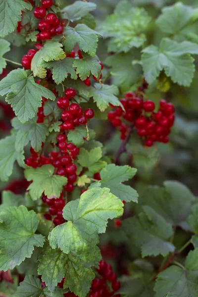 Currant Bush Orchard Red Currant Close Organic Gardening Diet Fruits — Photo