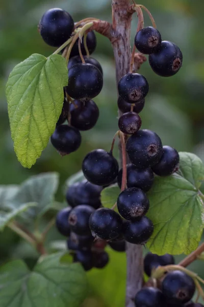 Black Currant Bush Close Green Blurred Background Fruit Gardening Diet — Stock Fotó
