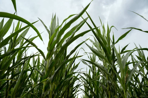 Mais Auf Einem Hintergrund Des Himmels Von Unten Gesehen Maisfeld — Stockfoto