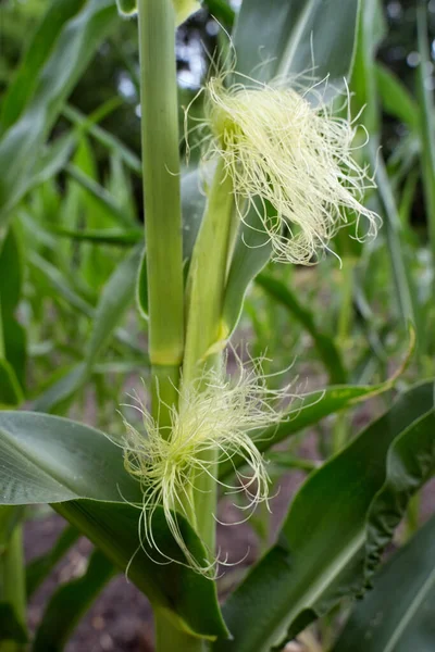 Ear Young Corn Close Farm Corn Field Organic Cornfield Fertilizer — Stockfoto