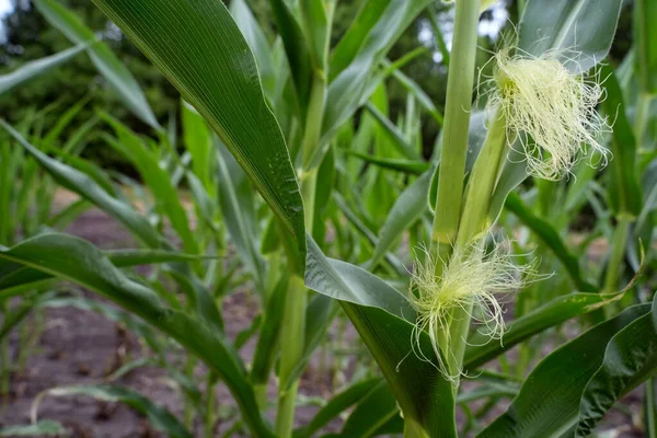 Mais Aus Nächster Nähe Grüne Maisblätter Schließen Sich Mais Auf — Stockfoto