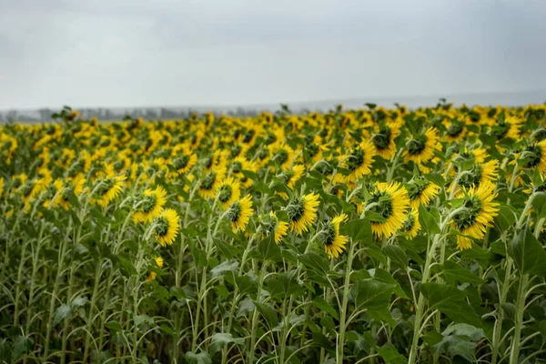 Back view of a field full of sunflowers. Yellow sunflowers and blue sky. Sunflowers in full growth. Organic field without fertilizers. Selective focus, blurred background