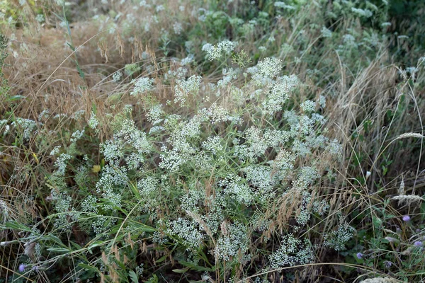 Dense Grass Delicate White Flowers White Wildflowers Close Flowers Field — Stockfoto