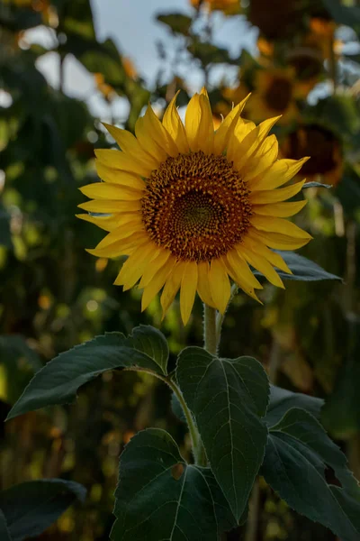 Close Sunflower Yellow Head Green Petals Sunflower Field Sunflower Blurred — Fotografia de Stock