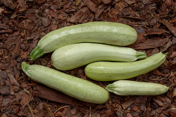 Large Zucchini Lie Mulch White Zucchini Different Sizes Useful Products — Stock Photo, Image
