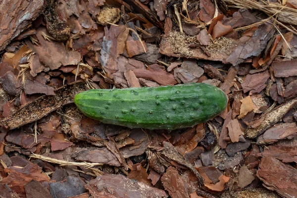 Green Ripe Cucumber Lies Mulch Natural Vegetables Grown Organic Farm — Fotografia de Stock