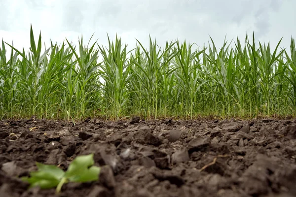 Young Corn Background Blue Sky Dry Corn Field Organic Farming Stok Resim