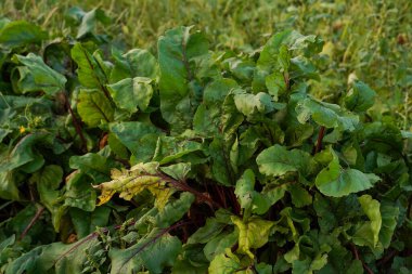 Kırmızı saplı pancar yaprakları. Bahçedeki pancarlar. Pancar yaprakları insan altını. Tarımsal alanda şeker pancarları.