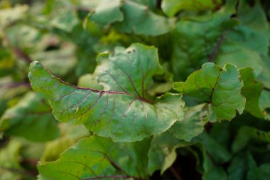 Kırmızı saplı pancar yaprakları. Bahçedeki pancarlar. Pancar yaprakları insan altını. Tarımsal alanda şeker pancarları. Yakın çekim, yumuşak odaklanma.