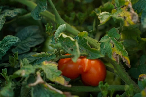 红色西红柿在叶子的特写 软焦点 花园绿叶背景上的成熟番茄 — 图库照片