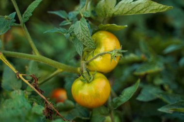 Yeşil yaprakların arasında sarı domatesler. Bir dal sarı domates. Organik bahçe. Domates çiftliği. Yumuşak odak.