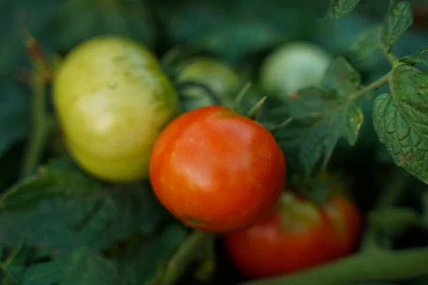 Green and red tomatoes on a branch. The growth of tomato plants red and green tomato on tree. Tomatoes grown in the greenhouse. Soft focus.