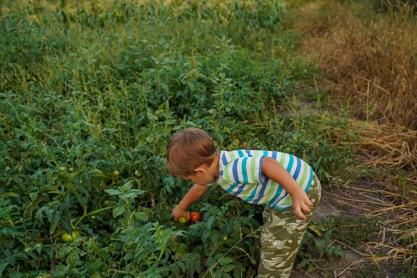 Kind Leunt Voorover Oogst Tomaten Achteraanzicht Gelukkige Jongen Werkt Biologische — Stockfoto