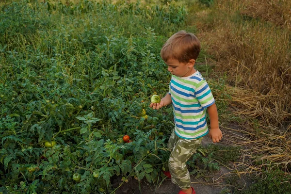 Jongen Plukte Een Groene Tomaat Uit Een Struik Onderzoekt Een — Stockfoto