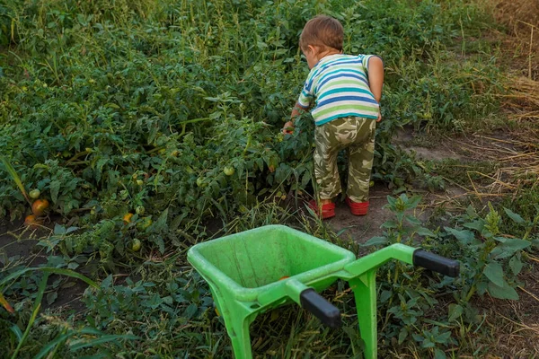 Dziecko Zbiera Pomidory Zabawkowej Taczce Mały Ciężko Pracujący Chłopiec Pracuje — Zdjęcie stockowe