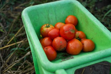 Yaz tarlasında kırmızı taze domatesli çocuk el arabası. Üst görünüm, yakın çekim, yumuşak odak.