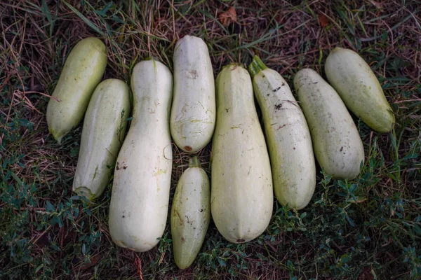 Frisch Gepflückte Weiße Zucchini Liegen Einer Reihe Auf Dem Rasen — Stockfoto