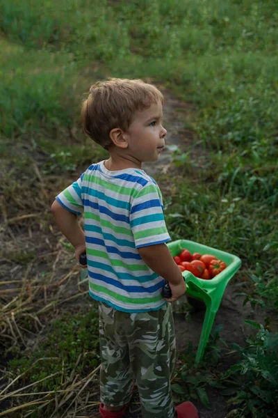 Een Jongetje Duwt Een Speelgoedkruiwagen Vol Tomaten Een Groen Veld — Stockfoto