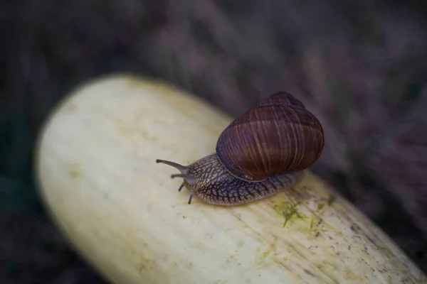Giant Snail White Zucchini Close Top View Snail Chooses Environmentally — Stock Photo, Image