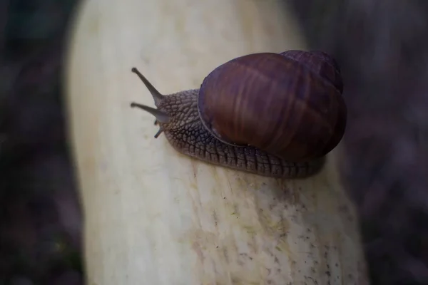 Giant Snail White Zucchini Close Top View Snail Chooses Environmentally — Stock Photo, Image