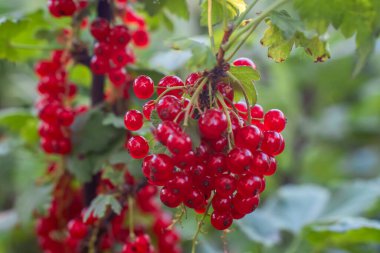 Kırmızı Ribes. Çalı dalında olgun kırmızı frenk üzümü. Frenk üzümü yakın plan. Bulanık arka plan, yumuşak odaklanma. Organik gıda konsepti.