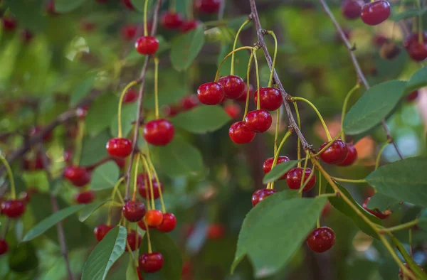 Bunches Ripe Red Cherries Tree Close Blurred Green Background Ecological — Stockfoto