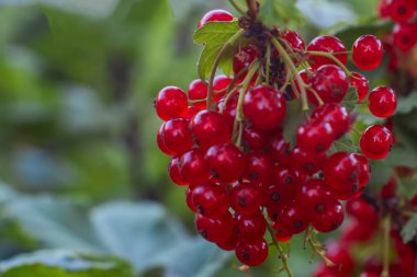 Kırmızı Ribes. Çalı dalında olgun kırmızı frenk üzümü. Frenk üzümü yakın plan. Bulanık arka plan, yumuşak odaklanma. Organik gıda konsepti.