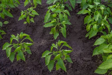 Genç biber çalıları. Sebze yetiştirme konsepti. Üst görünüm.