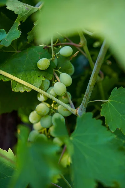 Uvas Selvagens Entre Folhagem Vinha Com Uvas Vinho Branco Crescimento — Fotografia de Stock