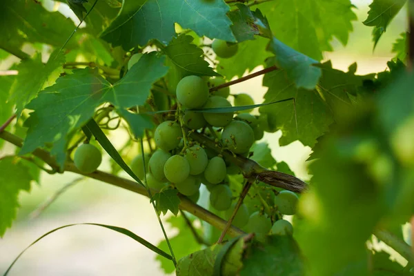 Raisins Sauvages Parmi Feuillage Vignoble Avec Des Raisins Vin Blanc — Photo
