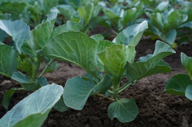 Sıralar dolusu taze lahana. Bahçe işlerinde büyüyen genç lahana.