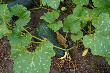 Yeşil çizgili kabak ve yağmur damlası. # Yağmur damlalarında. # Sebze bahçesinde organik kabak yetiştiriyor..