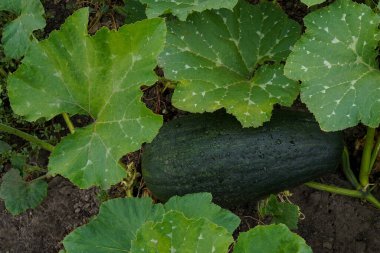 Yeşil çizgili kabak ve yağmur damlası. Yağmur damlalarında kabak. Sebze bahçesinde organik kabak yetiştiriyor..