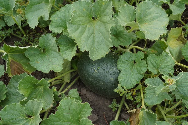 Green Melon Foliage Raindrops Close Fresh Melon Water Drops Melons — Stock Photo, Image
