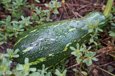 Yeşil çizgili kabak ve yağmur damlası. Yağmur damlalarında kabak. Sebze bahçesinde organik kabak yetiştiriyor..