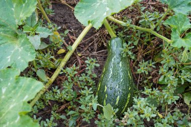 Yeşil çizgili kabak ve yağmur damlası. Yağmur damlalarında kabak. Sebze bahçesinde organik kabak yetiştiriyor..