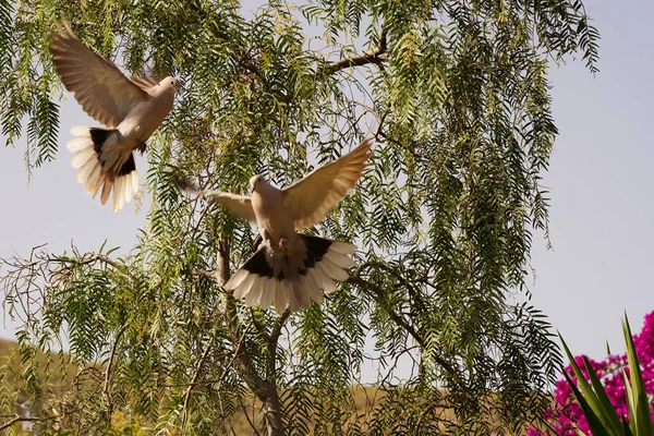 Porumbeii Zboară Simbol Iubirii Păcii Zboară Cerul Albastru — Fotografie, imagine de stoc