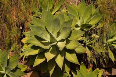 Yeşil tropikal çalı. Tropik Manzara.