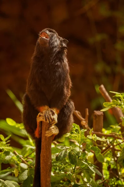 口を開けた黒い猿が棒の上に座っている — ストック写真