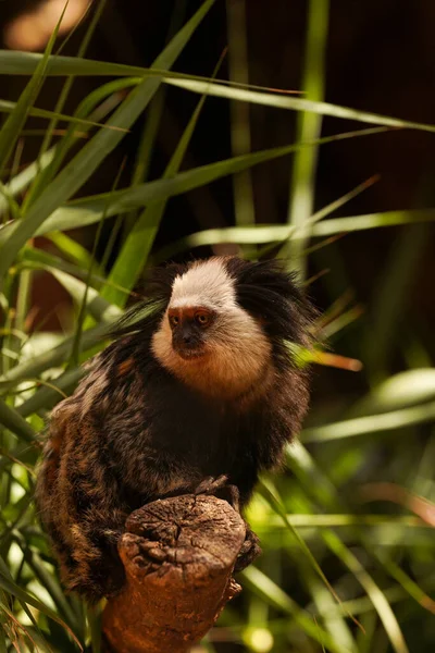 Black White Capuchin Sits Branch Thickets Reeds — Stock Photo, Image