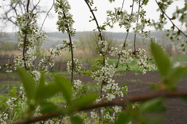 Flores Brotes Florecientes Primavera Rama Cerezo Sombra Enfoque Selectivo — Foto de Stock