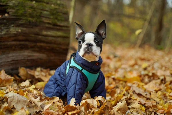 Een Franse Bulldog Modieuze Kleding Zit Het Herfstbos Kleding Voor — Stockfoto