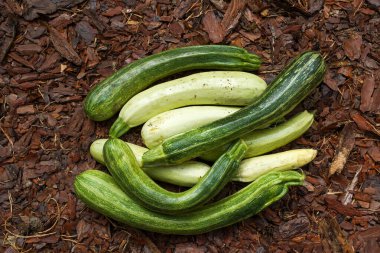 Zucchini ağaç kabuğuna uzanıp manzarayı seyrediyor. Taze hasat.