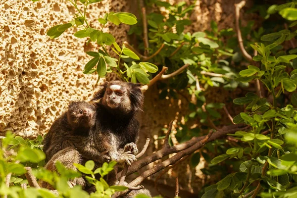 Funny monkeys. A family of funny monkeys sits on a branch.