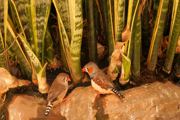 Φωτεινά Χρωματιστά Τροπικά Πουλιά Κάθονται Ένα Βράχο Κοντά Ένα Πράσινο — Φωτογραφία Αρχείου