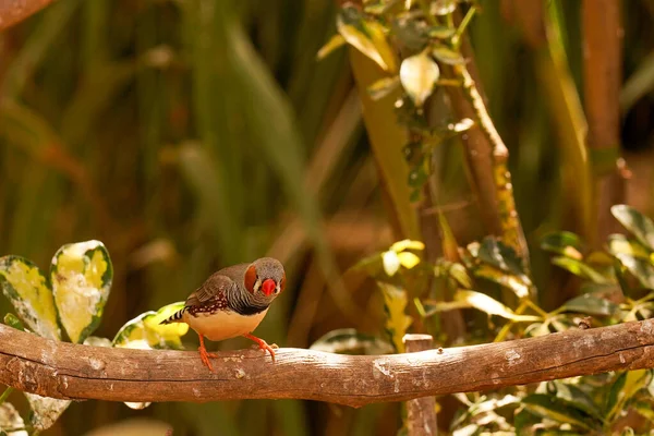 Яскравий Тропічний Птах Сидить Гілці Лісі Крупним Планом Літні Канікули — стокове фото