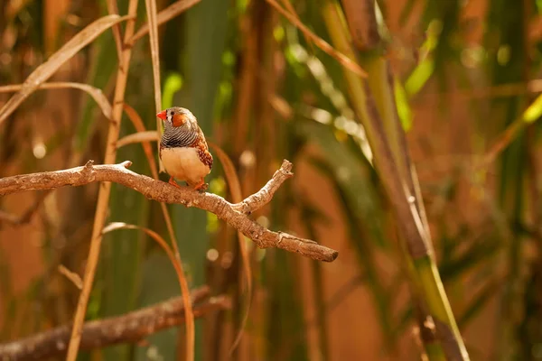Яскравий Тропічний Птах Сидить Гілці Лісі Крупним Планом Копіювальним Простором — стокове фото
