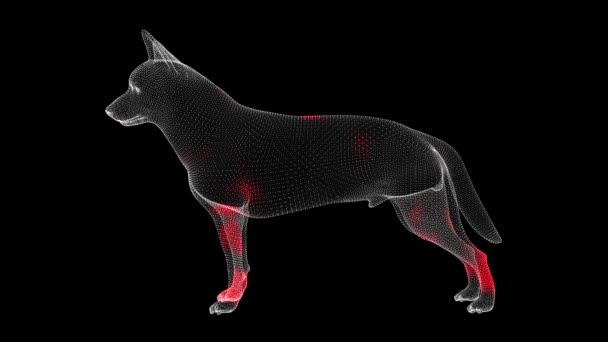 Propagation Virus Travers Corps Volumétrique Animal Monochrome Sur Fond Noir — Video