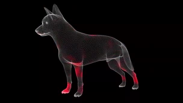 黒の背景に動物のモノクロの回転体積体を介してウイルスの広がり 体内のウイルスの視覚的なデモンストレーション チュートリアルビデオ 科学医学の概念 Fps 3Dアニメーション — ストック動画